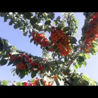 باغ-تفریحی-پرمیوه-مناسب-برای-استراحت1100متری