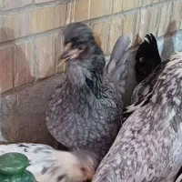 تخم مرغ گلین نطفه دار|حیوانات مزرعه|نجف‌آباد, مزرعه طالب|دیوار