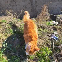 گربه شما نیست|گربه|گرگان, |دیوار