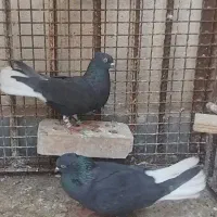 جفت اشعل