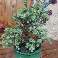 بن سای کراسولا
