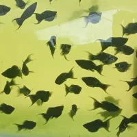 فروش انواع ماهی زینتی|ماهی|شیراز, جمال آباد|دیوار