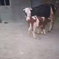 گاو گوساله ماده|حیوانات مزرعه|الیگودرز, |دیوار