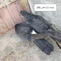 کفتر ارزان