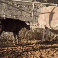 گاوگوساله|حیوانات مزرعه|مسجد سلیمان, |دیوار