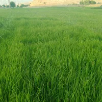 چلتوک عنبربو