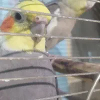 عروس وقفس|پرنده|خرمشهر, |دیوار