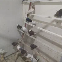 کبوتر پرشی قیمت سربری دونه 130