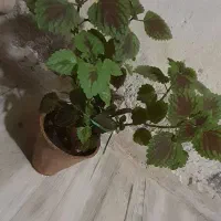 گل حسن یوسف|گل و گیاه طبیعی|اهواز, منبع اب|دیوار