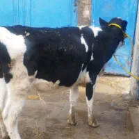 گاو گوساله تلیسه|حیوانات مزرعه|مرودشت, شهرک مهدیه|دیوار