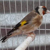 قناری سهره چهار گل جوجه قفسی مست|پرنده|مشهد, امیر آباد|دیوار