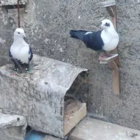کبوتر