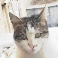 گربه ماده گمشده در رشدیه الهیه