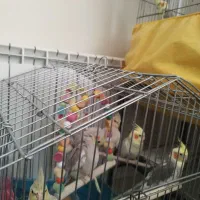 فروش عروس هلندی ۶عدد همه یکجا|پرنده|قزوین, |دیوار