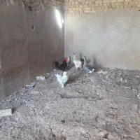 تعدادی خروس و اردک و غاز|حیوانات مزرعه|جوادآباد, |دیوار