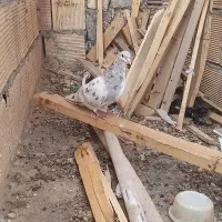 ساده هفرنگ گرفتنی نر