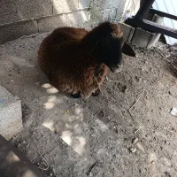 گوسفند نر وماده