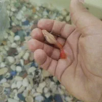 ماهی|ماهی|نوشین شهر, |دیوار