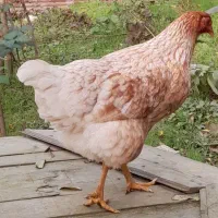 غاز محلی و خروس|حیوانات مزرعه|لاهیجان, آهندان|دیوار