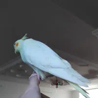 جوجه  سرلاکی  عروس هلندی دم دونخورشدن معاوضه دارم