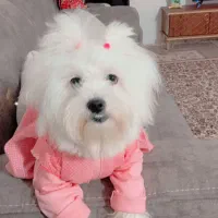 گم شده از یابنده خواهش میکنم پس بده