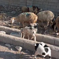 فروش میش بره دار و آبستن|حیوانات مزرعه|کازرون, |دیوار