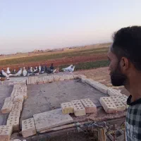 همه کفتریگ بوم همه جوانه آماده چاشنی جوجه کشی|پرنده|میان جلگه, |دیوار
