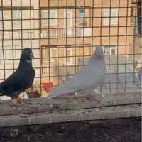 کبوتر|پرنده|قزوین, |دیوار