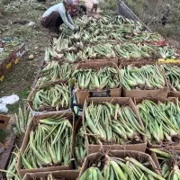 فروش آلوئه ورا|گل و گیاه طبیعی|لامرد, |دیوار