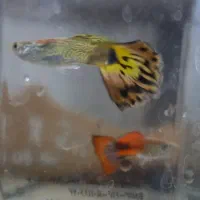 فروش ماهی گوپی بالغ و بچه ماهی گوپی|ماهی|یزد, |دیوار