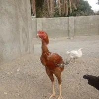 چندتا خروس افغان ولاری ومحلی