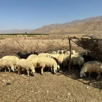 فروش میش داشتی