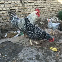 جوجه یک روزه پلیموت راک امروک|حیوانات مزرعه|علی‌آباد کتول, |دیوار