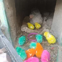 مرغ با ۱۰ عدد جوجه رنگی
