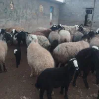 35راس میش|حیوانات مزرعه|اسفرورین, |دیوار