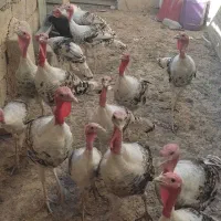 بوقلمون|حیوانات مزرعه|شوشتر, |دیوار