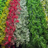 انواع ریسه و آویز بوته گل گیاه مصنوعی شمشاد وشکوفه|گل مصنوعی|تهران, بهارستان|دیوار