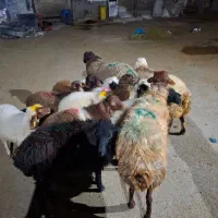گوسفند فروشی فرمانیه شبانه روزی