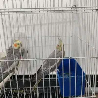 عروس هلندی نر وماده مولد|پرنده|رباط‌کریم, آدران|دیوار