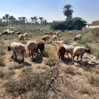 میش ابستن|حیوانات مزرعه|باوی, |دیوار