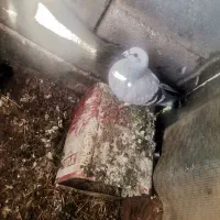 کبوتر شامی گچی دو خط