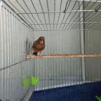 قناری یکساله|پرنده|کرمان, |دیوار