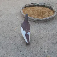 کفتر یهودی|پرنده|تربت‌حیدریه, پایانه مسافربری تربت حیدریه|دیوار