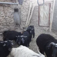 بزغاله چاق محلی|حیوانات مزرعه|مود, |دیوار