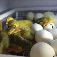 تخم مرغ خوراکی و نطفه دار