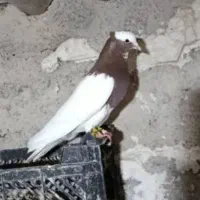 کفتر طوقی نر