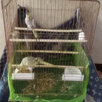 عروس هلندی ماده