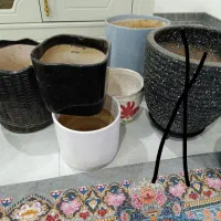 گلدان|گل و گیاه طبیعی|اهواز, کوی باهنر|دیوار