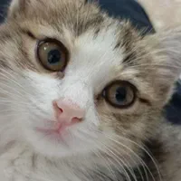 گمشده