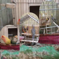 پرنده(طوطی برزیلی وعروس هلندی)